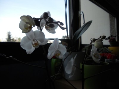 DSCN0130.JPG
