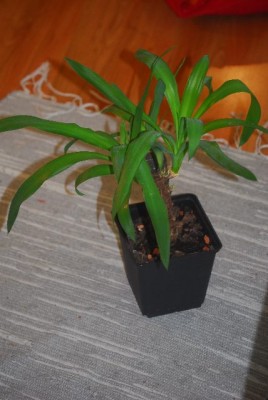 Bildforgreen 006yy.jpg