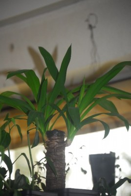 Bildforgreen 001yy.jpg