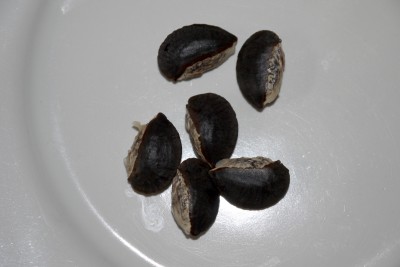 Unbekannte Frucht Samen.jpg
