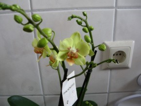 Phalenopsis neu 002-1.jpg