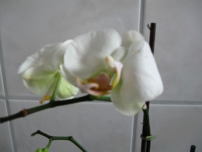 Phalenopsis neu 003-1.jpg