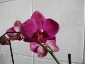 Phalenopsis neu 001-1.jpg