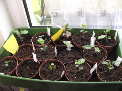 Hibi-Nachwucht 25. 3. 11.JPG