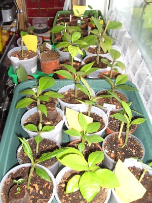 Plumi-Herde 25. 3. 11 .JPG