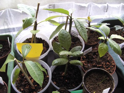 Plumi-Herde I - 25. 3. 11.JPG