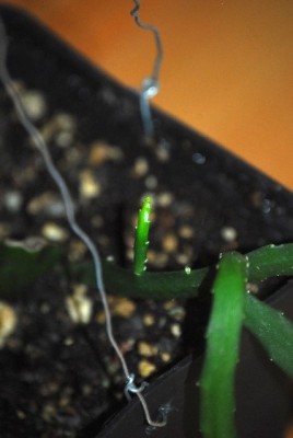 Lepismium 003yy.jpg