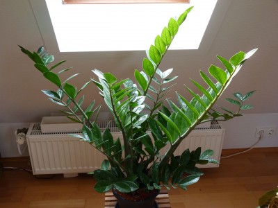 P1000146.JPG