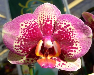 Phal9725.jpg