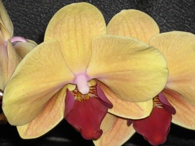 Phalaenopsis-Hybride gelb (rosa geadert) - lila voll März 2011_8.JPG