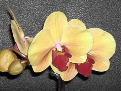 Phalaenopsis-Hybride gelb (rosa geadert) - lila voll März 2011_4.JPG