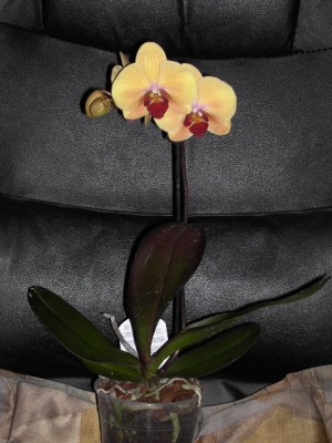 Phalaenopsis-Hybride gelb (rosa geadert) - lila voll März 2011_2.JPG