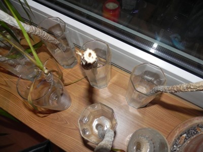 DSCN2515.jpg