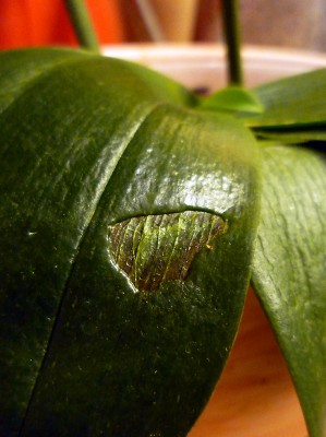 blatt.jpg