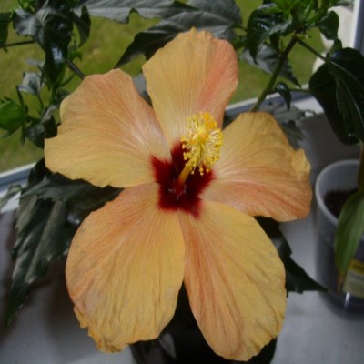 Hibi Blüte klein.jpg