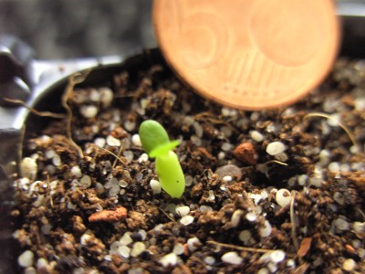 Pachypodium brevicaule 26. 3. 11.JPG