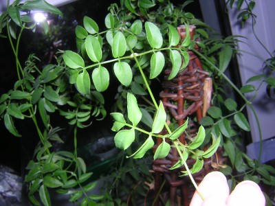 DSCN4647.JPG