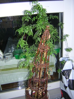 DSCN4646.JPG