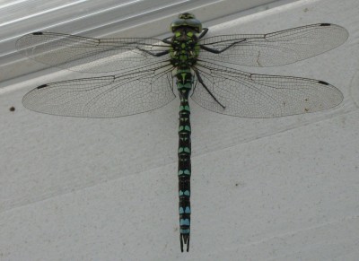 IMG_2224 Libelle.jpg
