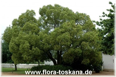 cinnamomum_camphora_7_-_201005.jpg