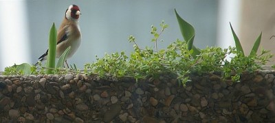 unbekannt3_mit distelfink.jpg