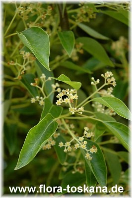cinnamomum_camphora_6_-_201005.jpg