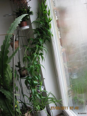 Gloriosa -- Rumeskrone .jpeg