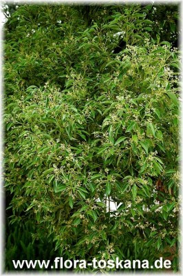 cinnamomum_camphora_4_-_201005.jpg