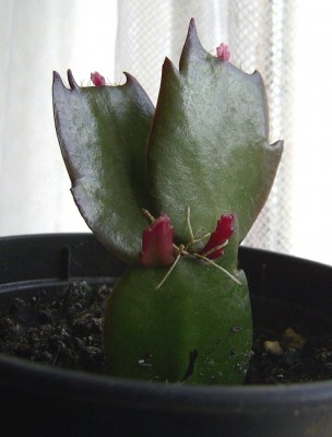 PIC_0002.JPG
