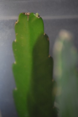 Epiphyllum 004yy.jpg