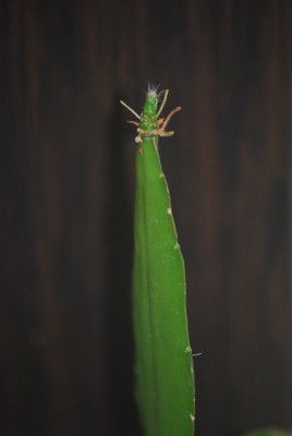 Epiphyllum 003yy.jpg