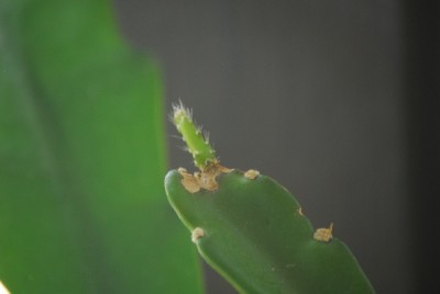 Epiphyllum 001yy.jpg