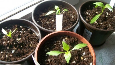 Chilis27.03.11.jpg