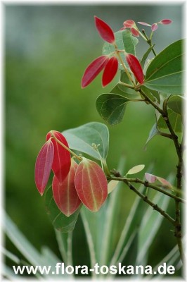 cinnamomum_zeylanicum_-_240705.jpg