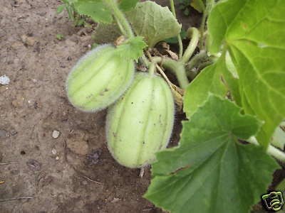 Melonen-Gurken.JPG