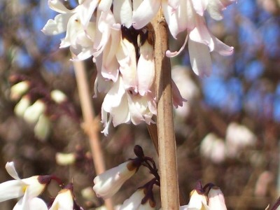 Schneeforsythie_3 .jpg