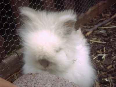 Teddy-neugierig.JPG