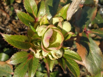 Helleborus 27.3..jpg