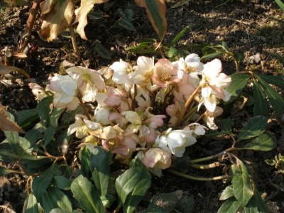 Christrose27.3..jpg