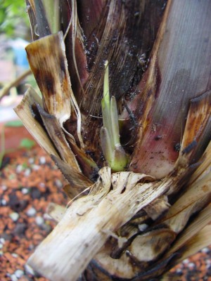 Cordyline kleiner Austrieb.jpg