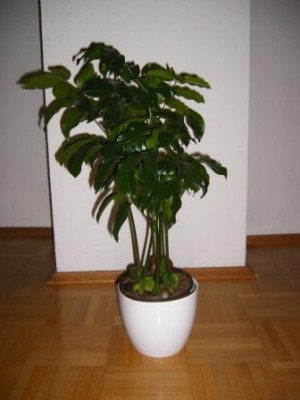 vics pflanze2.jpg