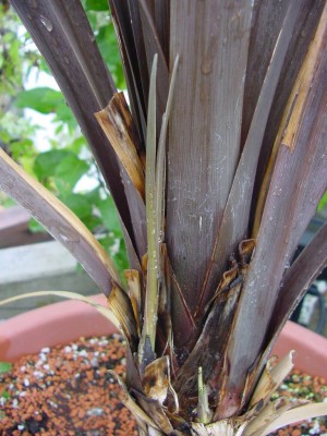 Cordyline großer Austrieb.jpg