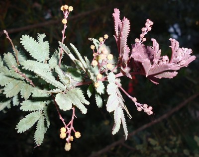 4. Unbekannte in Quito F, DSC01976.JPG