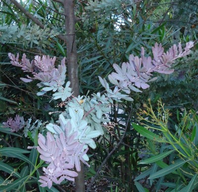 4. Unbekannte in Quito E, DSC01969.JPG