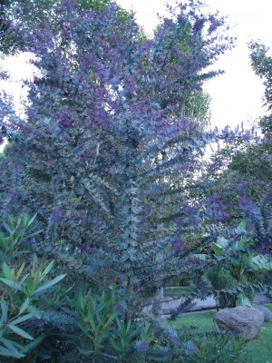 4. Unbekannte in Quito B, DSC01966.JPG