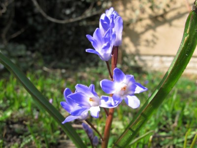 Scilla.JPG