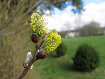 Weidenkätzchen.JPG