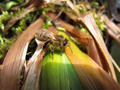 Bienen beim Wasserholen.JPG