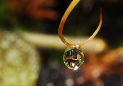 dsc_5854_Wasserperle.jpg