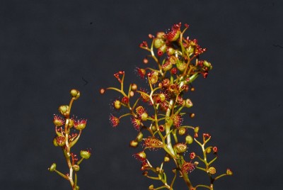 dsc_6547_Drosera_menziesii.jpg